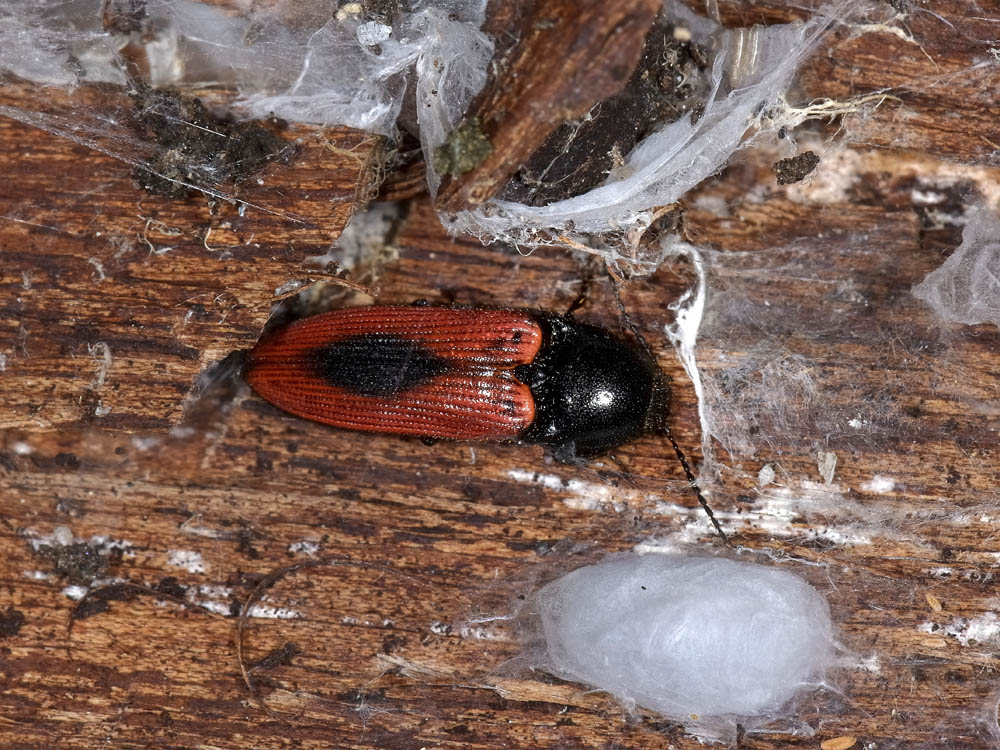 Ampedus cf. sanguinolentus